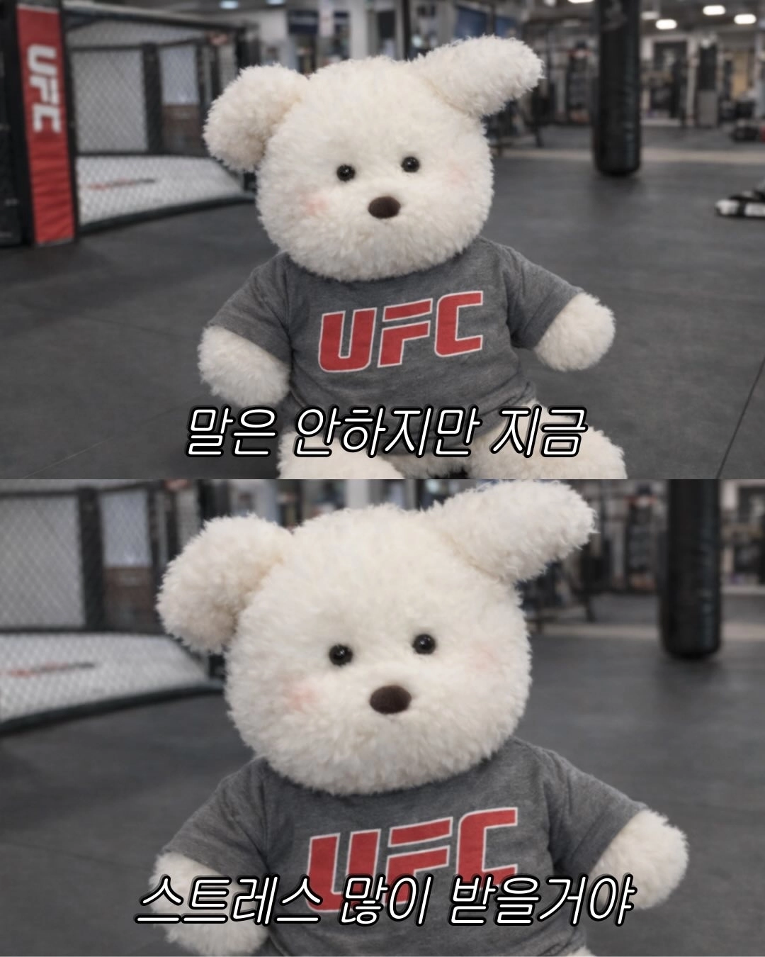 UFC 체육관을 배경으로 흰색 곰 인형이 등장하는 밈 형식의 두 컷 이미지. 위 컷에는 "말은 안하지만 지금", 아래 컷에는 "스트레스 많이 받을 거야"라는 자막이 표시되어 있으며, HRV가 말 없이도 신체 스트레스 상태를 감지한다는 본문 내용을 유머러스하게 환기하는 삽화.